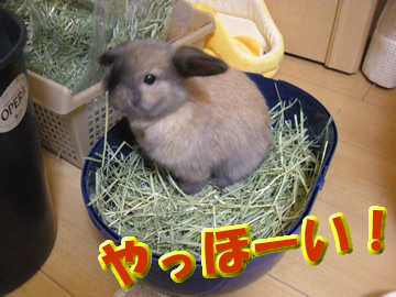 どんぶりめし