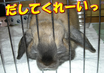 ¤Ï¤ä¤¯¡¼¡ª¡ª