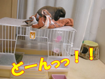 再びケージの上へ