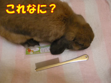 ブラシ??