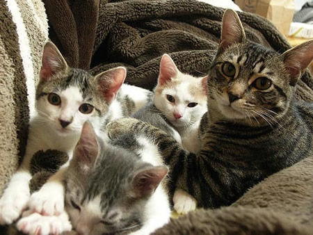 子猫ちゃんたち