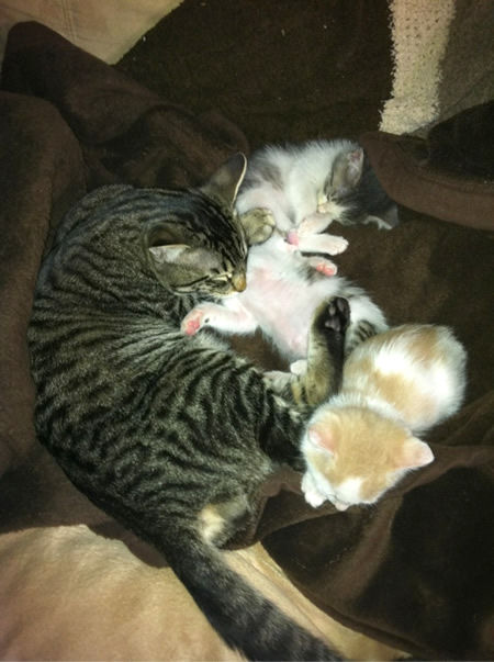 戯れる子猫たち