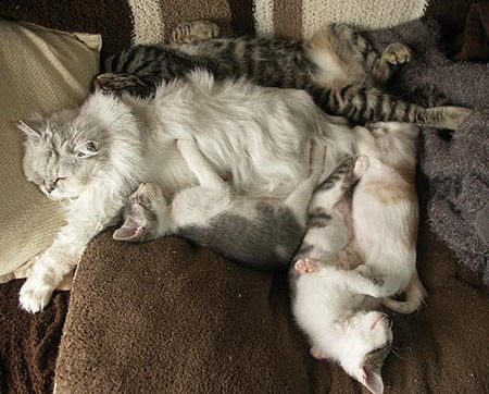 子猫ちゃんたち2