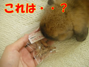 いちごさん!?