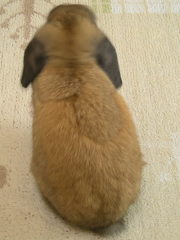 クローバー