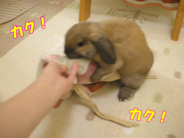 かくかく!