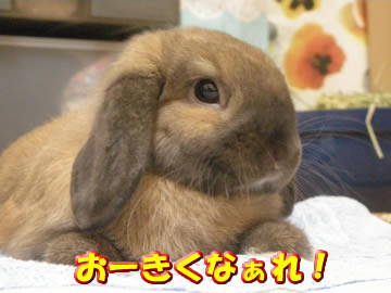 つばめさん、かわいいね!