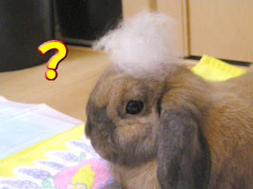 なにこれ・・・?