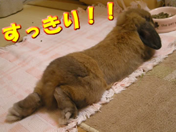 ごきげん!