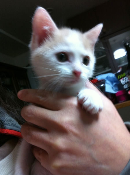 子猫3