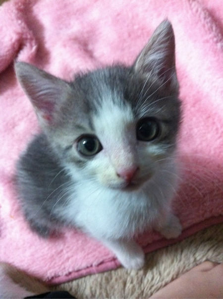 子猫1