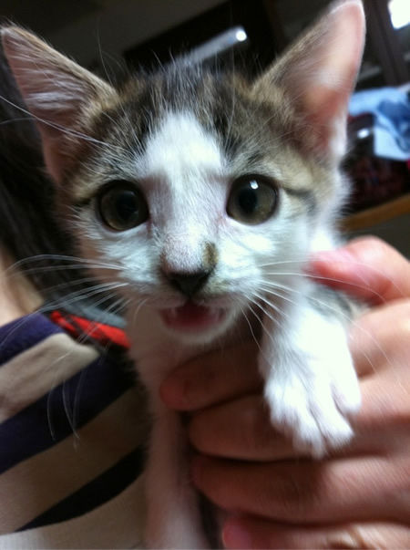 子猫2