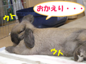 お昼寝らぶ太