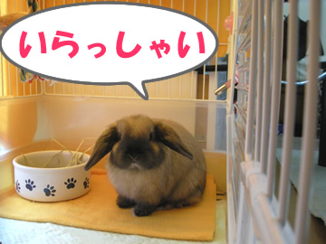 ぼくのお部屋だよ