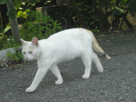 まるこちゃん