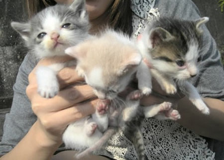 子猫発見当時