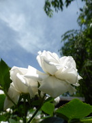 P1170557