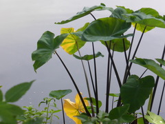 P1130416