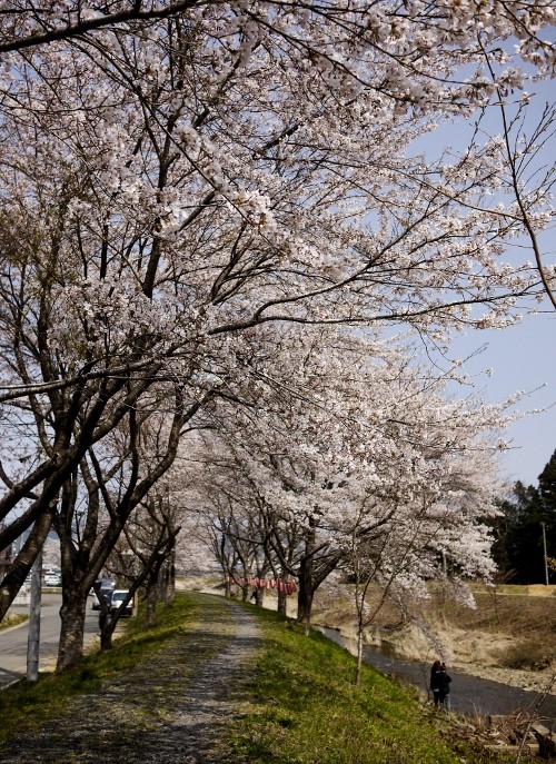 気仙沼市内でお花見 気仙沼の遊び方