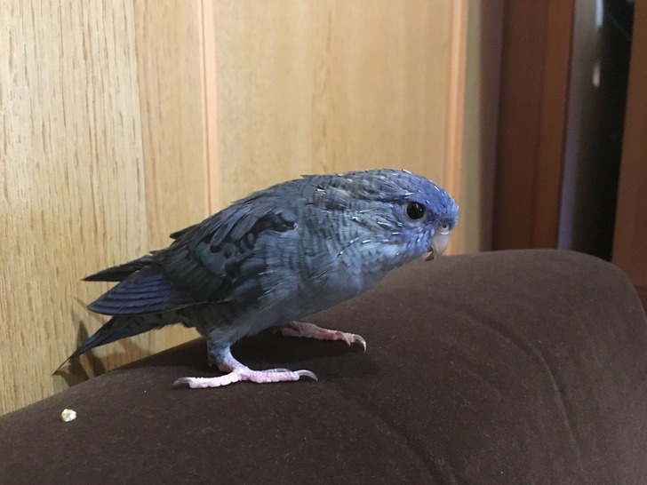 サザナミインコ