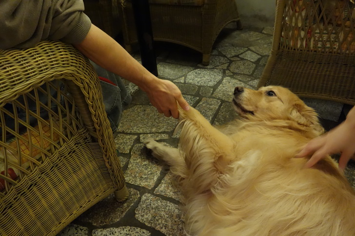 長野 白馬 カフェ モンピジョン 犬