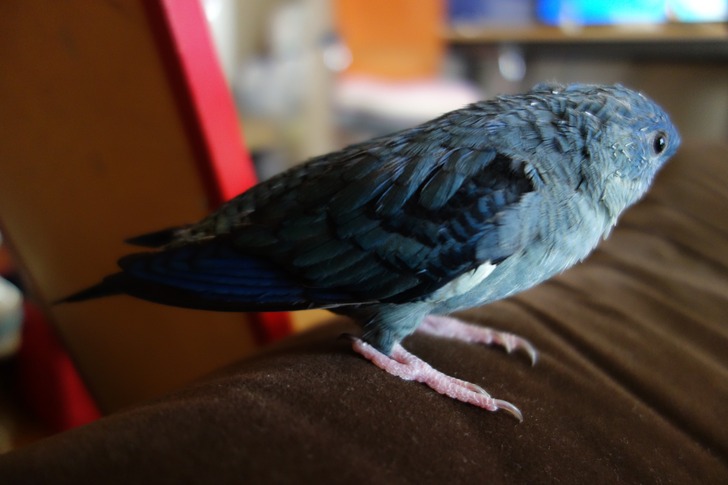 サザナミインコ