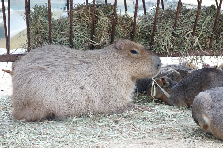 海の中道海浜公園 動物の森 カピバラ マーラ