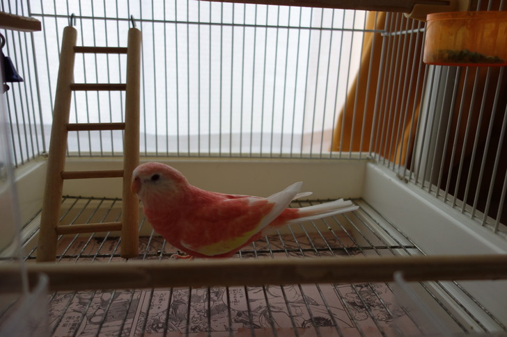 アキクサインコ