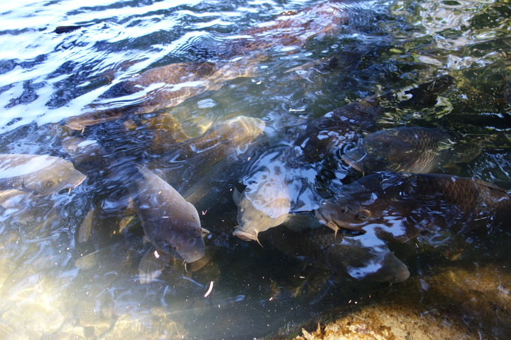 兼六園 池