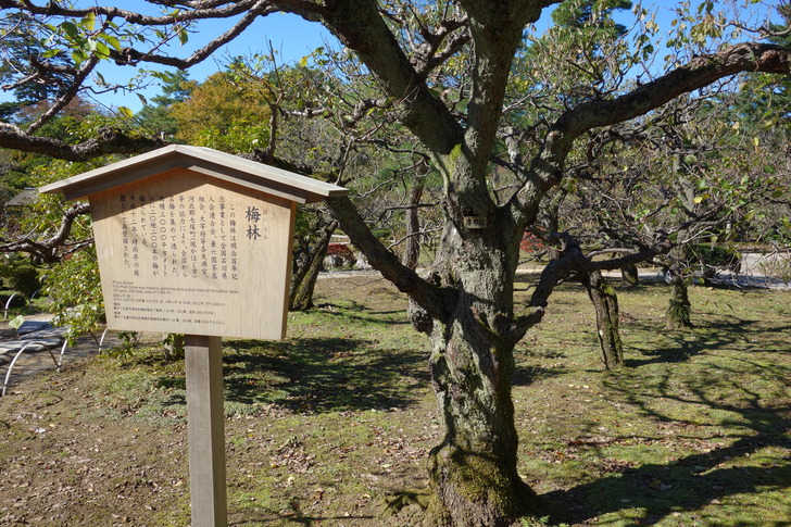 兼六園 梅林