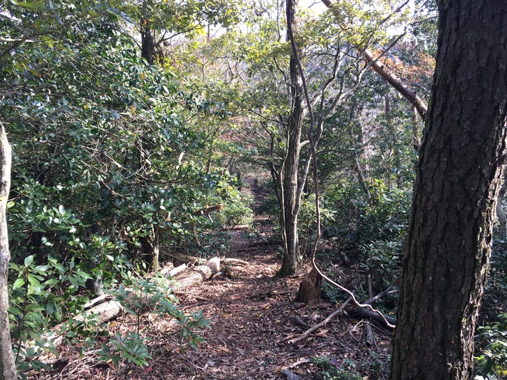 弥山 薬師谷