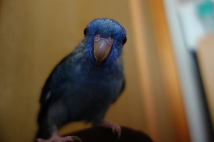サザナミインコ