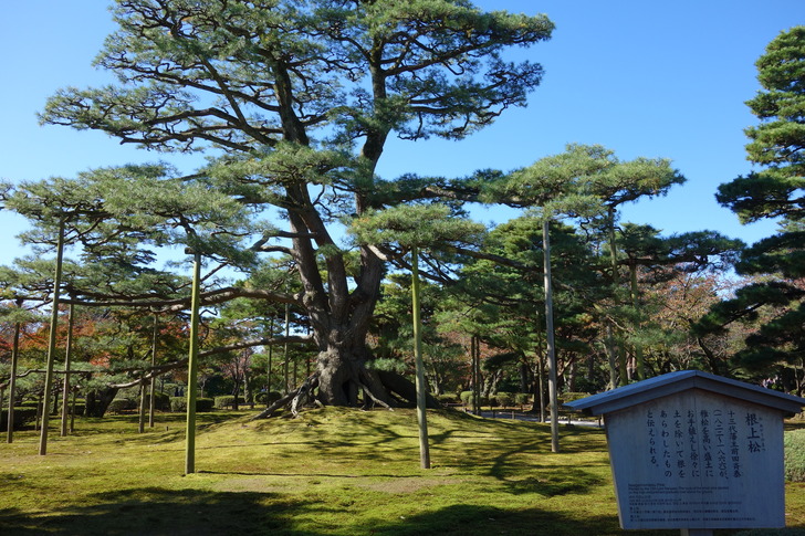 兼六園 根上松