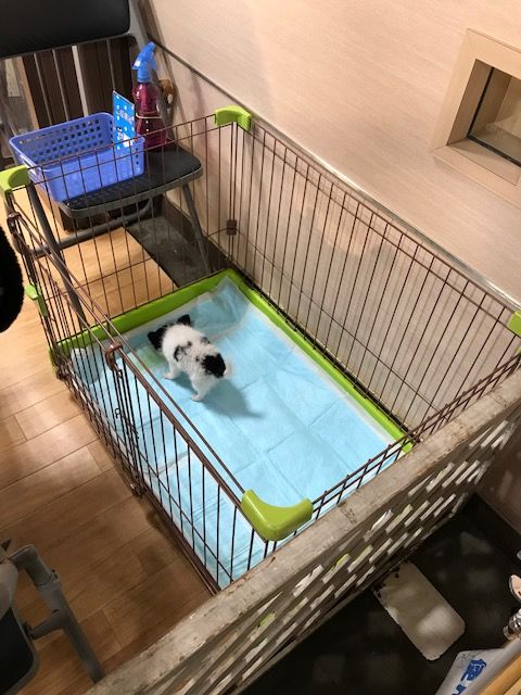 パピーパーティー180225-3