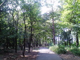 緑1