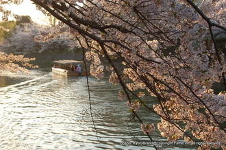 岡崎桜回廊4