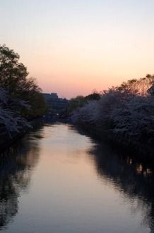 岡崎桜回廊1