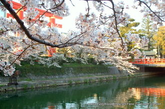 岡崎桜回廊2
