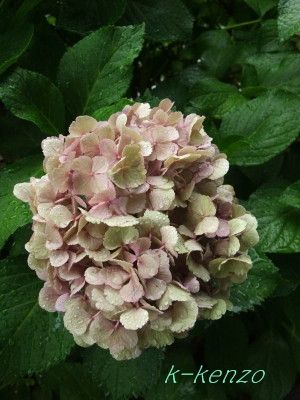 DSCF9010-20180706