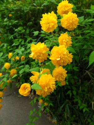 R0010097