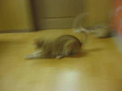猫カフェ02