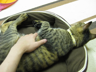 猫カフェ03