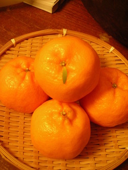 DSCN2533