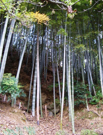 090415 S子さん宅 裏山の竹林
