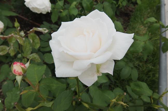 DSCF2638.jpg