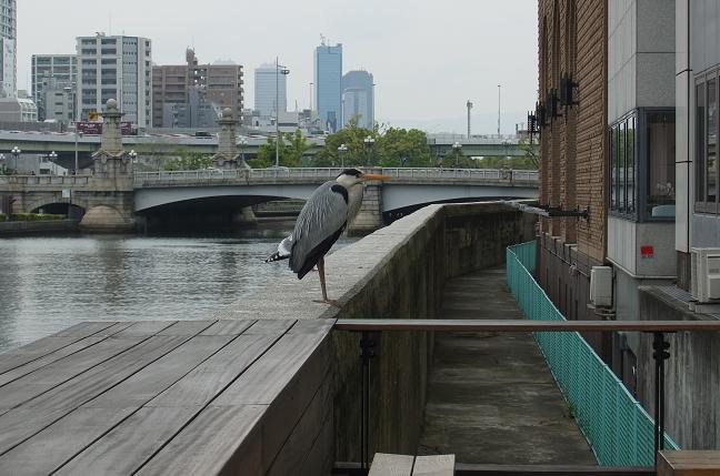 DSCF2194.jpg