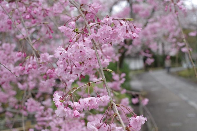 IMGP0220