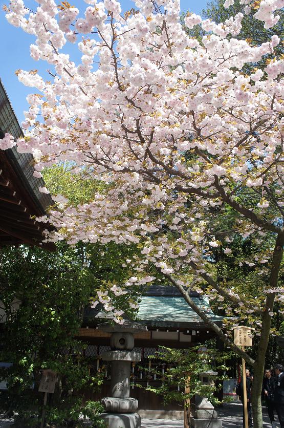 桜