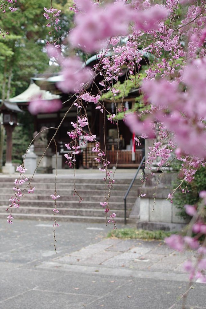 sakura
