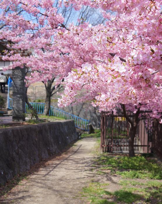 河津桜